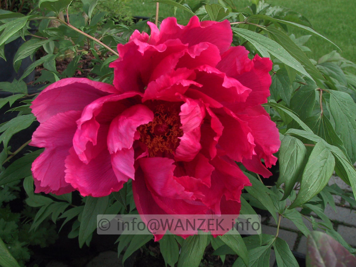 Paeonia suffruticosa rot 2.JPG